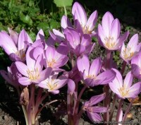 Colchicum pannonicum