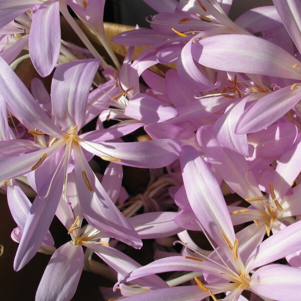 Colchicum tenorii