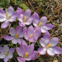 Crocus goulimyi