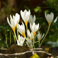 Crocus ochroleucus