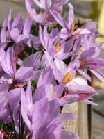 Crocus sativus