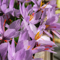 Crocus sativus