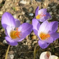 Crocus speciosus