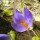 Crocus speciosus Conqueror