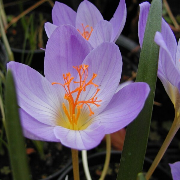 Crocus speciosus aitchisonii