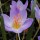 Crocus speciosus aitchisonii