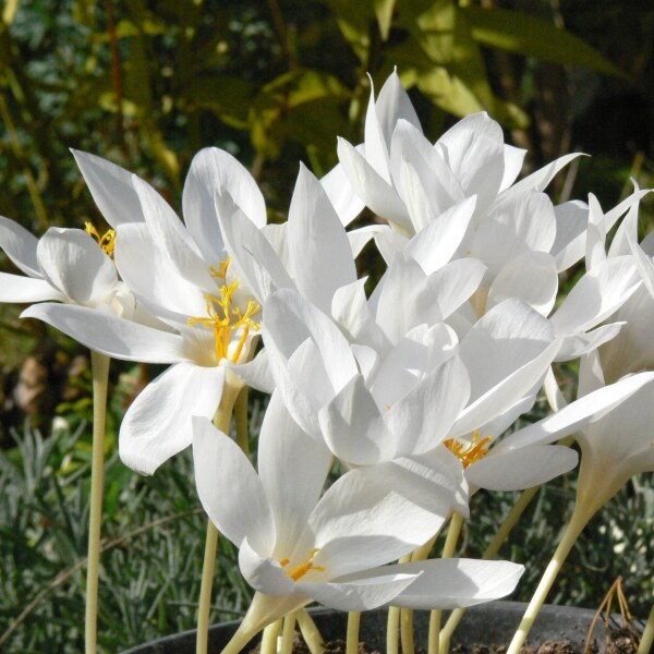 Crocus speciosus albus