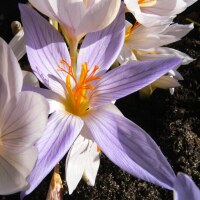 Crocus speciosus Artabir