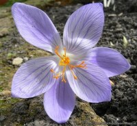 Crocus speciosus Artabir