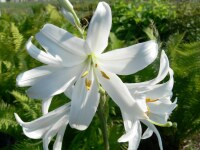 Lilium candidum