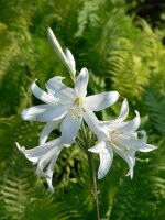 Lilium candidum