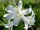 Lilium candidum