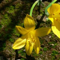 Sternbergia lutea