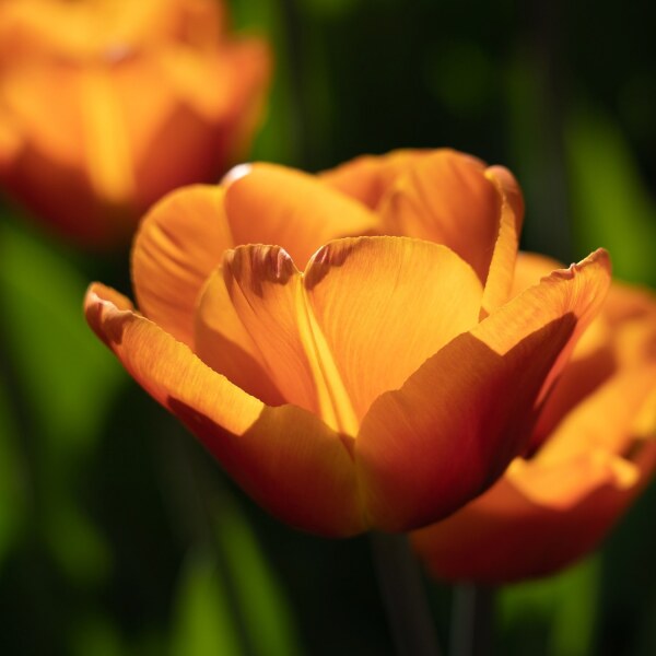 Tulipa Brown Sugar