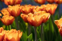 Tulipa Brown Sugar