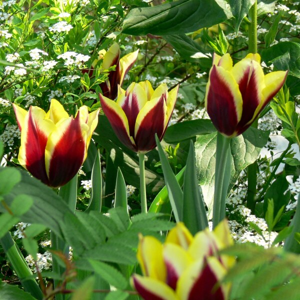 Tulipa Gavota