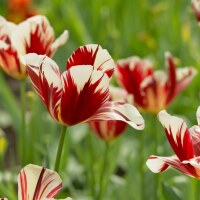 Tulipa Grand Perfection