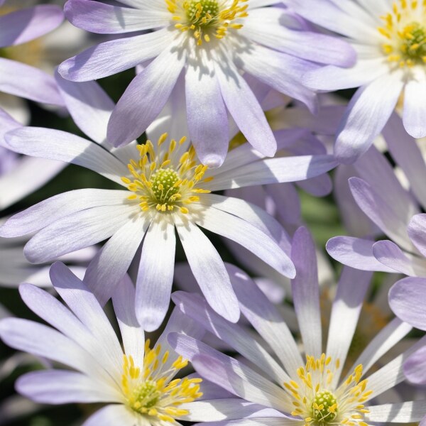 Anemone blanda Blue Splendour