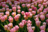 Tulipa Tom Pouce