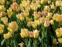 Tulipa Antoinette