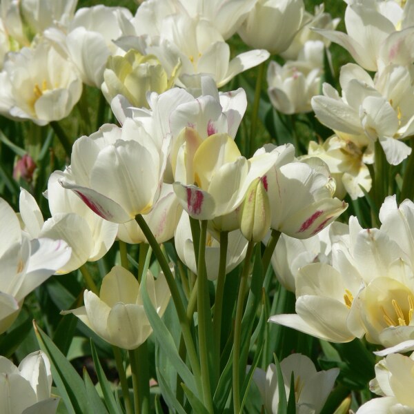 Tulipa Candy Club