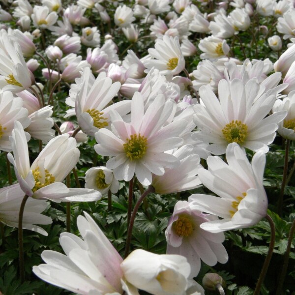 Anemone blanda White Splendour