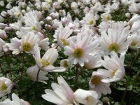 Anemone blanda White Splendour