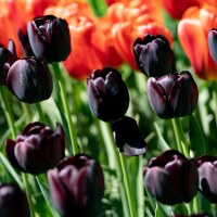 Tulipa Queen of Night