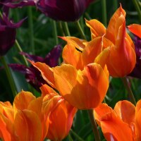 Tulipa Ballerina