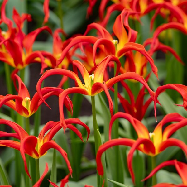 Tulipa Go Go Red