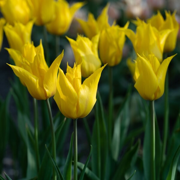 Tulipa La Perla