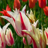 Tulipa Marylin