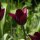 Tulipa Merlot