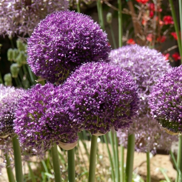 Allium Ambassador