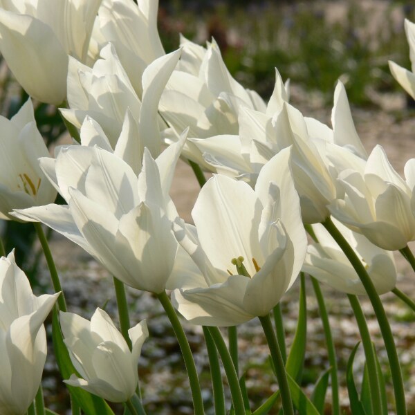 Tulipa White Triumphator