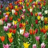 Tulipa Lilienblütige Mischung