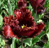 Tulipa Black Jewel