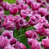 Tulipa Louvre