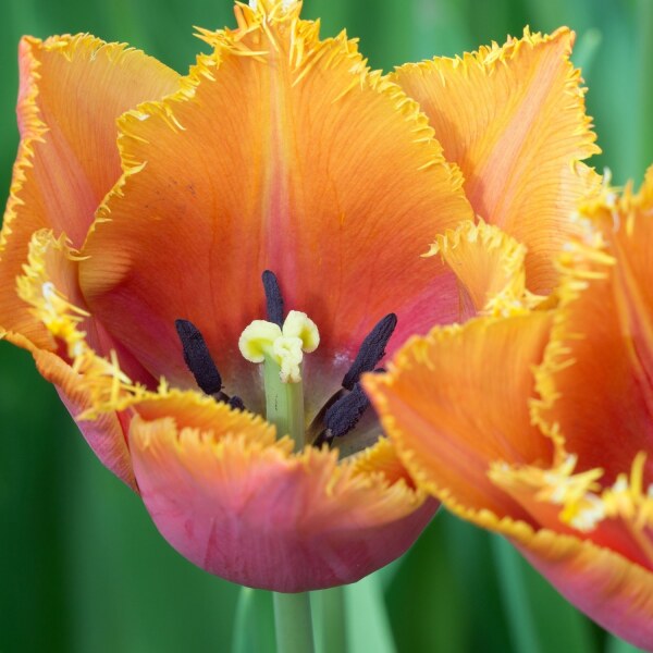 Tulipa Louvre Orange