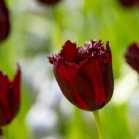 Tulipa Vincent van Gogh