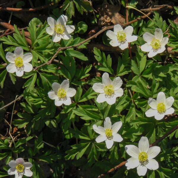 Anemone nemorosa