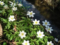 Anemone nemorosa