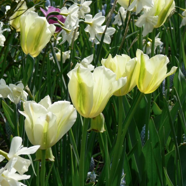 Tulipa Springgreen