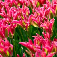 Tulipa Virichic