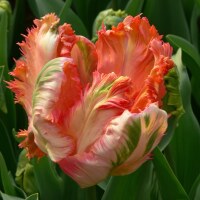 Tulipa Apricot Parrot