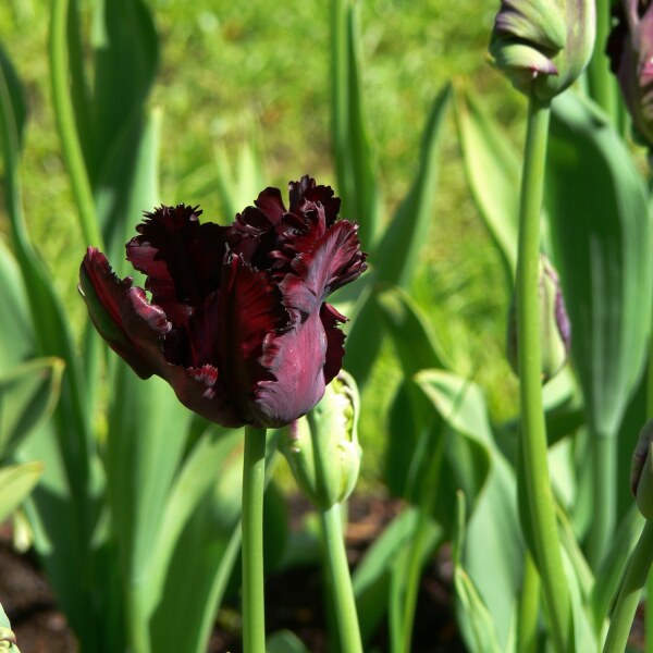 Tulipa Black Parrot