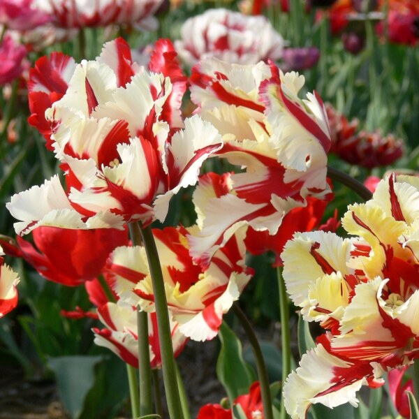 Tulipa Flaming Parrot