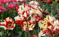 Tulipa Flaming Parrot