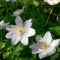 Anemone nemorosa Robinsoniana