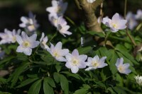 Anemone nemorosa Robinsoniana